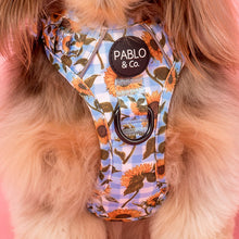 Load image into Gallery viewer, Pablo & Co Sunny Sunflowers No Pull Adventure Harness