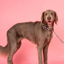 Load image into Gallery viewer, Pablo & Co Polka Dots Dog Collar