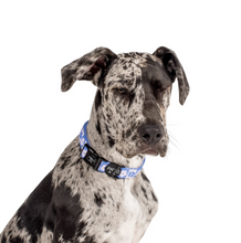 Load image into Gallery viewer, Pablo & Co Blue Checkered Daisies Collar