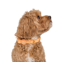 Load image into Gallery viewer, Pablo & Co Orange Sherbet Waterproof Collar