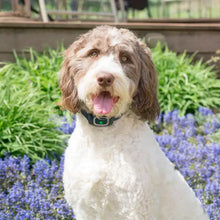 Load image into Gallery viewer, Petsafe Rechargable Bark Control Collar
