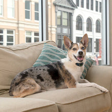 Load image into Gallery viewer, Petsafe Lite Rechargable Bark Control Collar