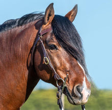 Load image into Gallery viewer, Grainge Elite Plaited Barcoo