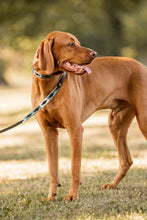 Load image into Gallery viewer, Horze Polo Dog Collar
