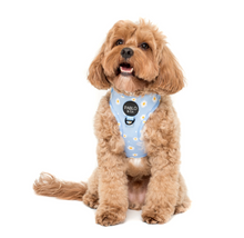Load image into Gallery viewer, Pablo & Co Blue Daisy Adjustable Harness