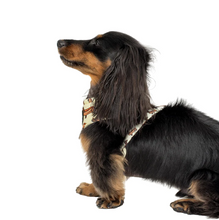 Load image into Gallery viewer, Pablo & Co Wiener Dogs Adjustable Harness