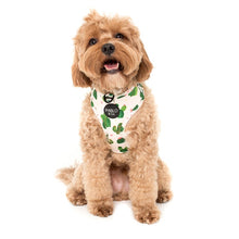 Load image into Gallery viewer, Pablo & Co Cactus Adjustable Harness