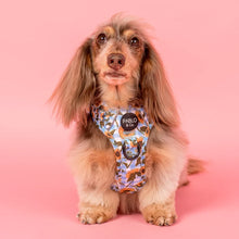 Load image into Gallery viewer, Pablo &amp; Co Sunny Sunflowers No Pull Adventure Harness
