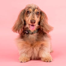 Load image into Gallery viewer, Pablo &amp; Co Green Plaid Dog Collar
