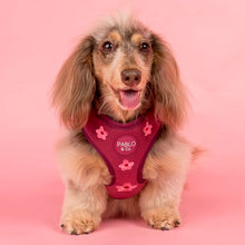 Load image into Gallery viewer, Pablo &amp; Co Bloom Baby Bloom Velvet Adjustable Harness
