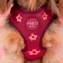 Load image into Gallery viewer, Pablo &amp; Co Bloom Baby Bloom Velvet Adjustable Harness
