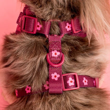 Load image into Gallery viewer, Pablo &amp; Co Bloom Baby Bloom Velvet Adjustable Harness
