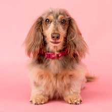 Load image into Gallery viewer, Pablo &amp; Co Bloom Baby Bloom Velvet Dog Collar
