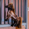 Kentucky Relax Horse Toy Tableux