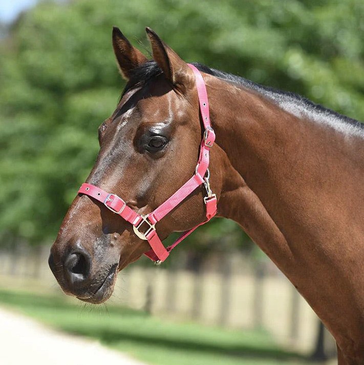 EUROHUNTER HALTER & LEAD