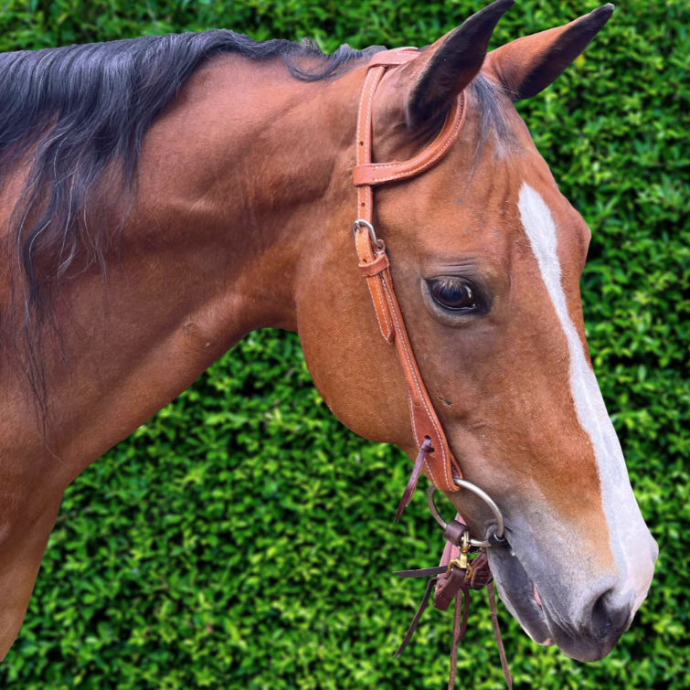 EZY RIDE ONE EAR STITCHED WITH RASIED LEATHER BRIDLE