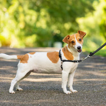 Load image into Gallery viewer, PetSafe Easy Walk No Pull Harness
