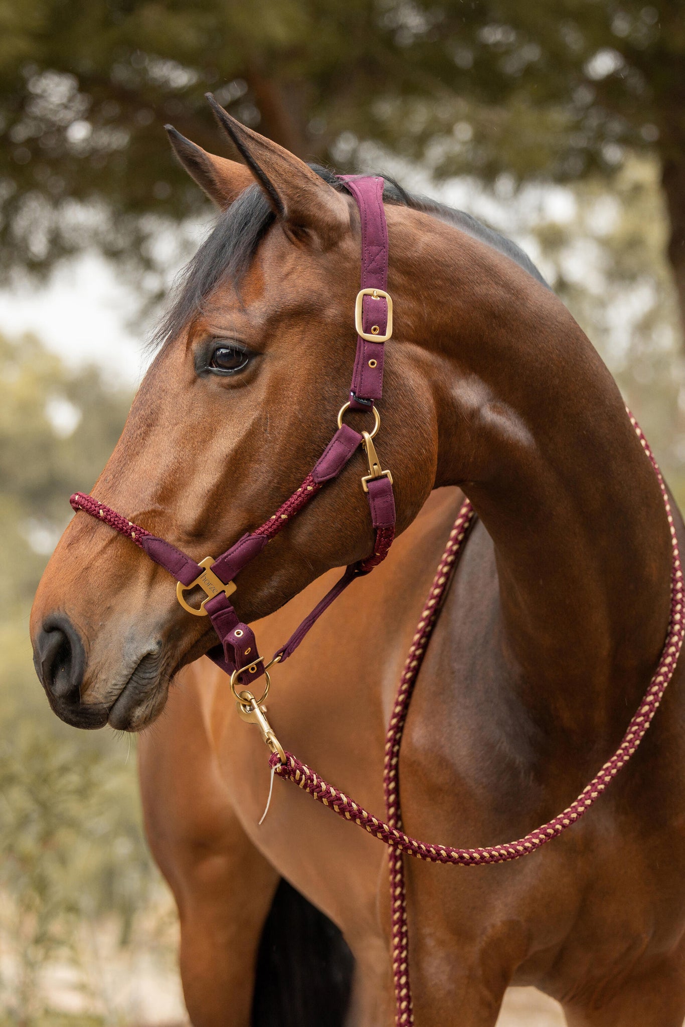 Load image into Gallery viewer, Horze Kenya Anatomical Halter