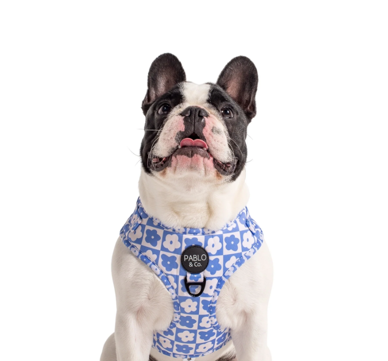 PABLO & CO BLUE CHECKERED DAISIES ADJUSTABLE HARNESS