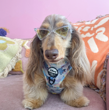Load image into Gallery viewer, Pablo &amp; Cp Pet Triangle Sunglasses
