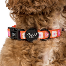 Load image into Gallery viewer, Pablo &amp; Co Pink Checkered Daisies Collar
