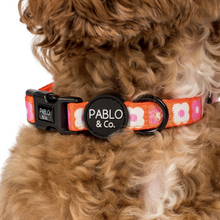 Load image into Gallery viewer, PABLO &amp; CO PINK CHECKERED DAISIES COLLAR
