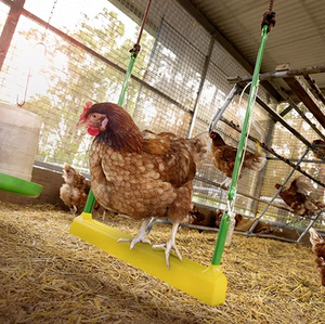 Chicken Swing