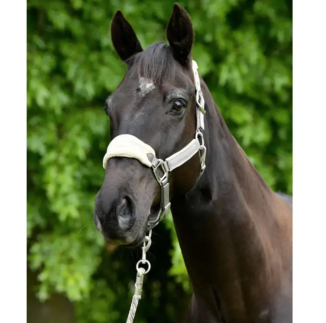 WEATHERBEETA PRIME PLUS HEADCOLLAR AND LEAD SET