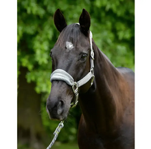 Load image into Gallery viewer, WEATHERBEETA PRIME PLUS HEADCOLLAR AND LEAD SET
