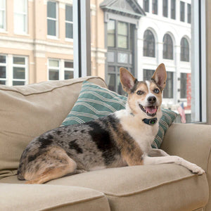 Petsafe Lite Rechargable Bark Control Collar