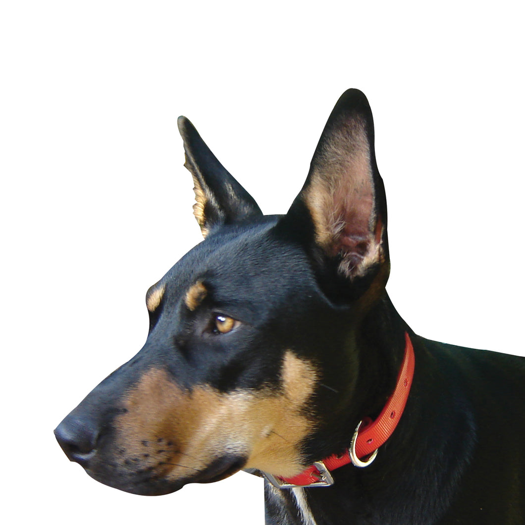 PVC DOG COLLAR