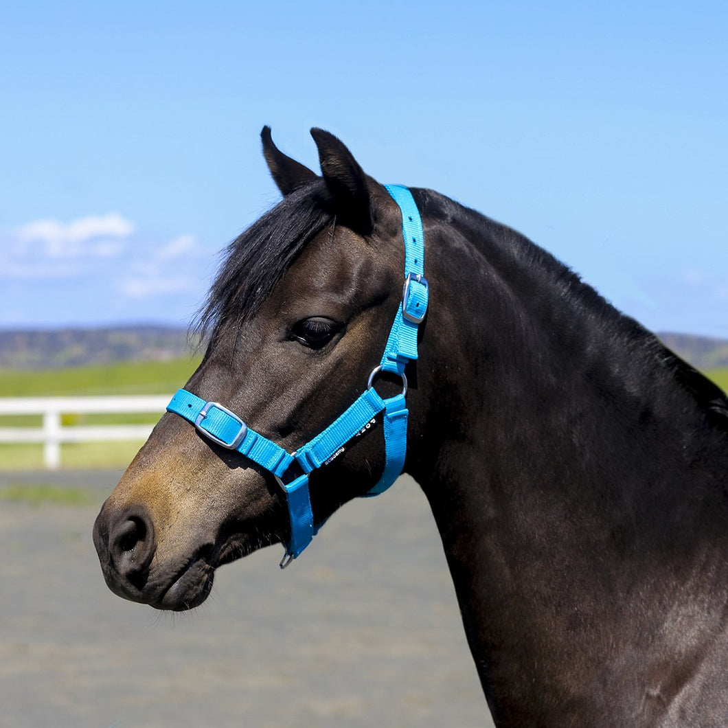 Academy Halter