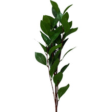 Load image into Gallery viewer, CAMELIA STEM BRANCH
