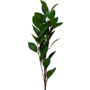 CAMELIA STEM BRANCH