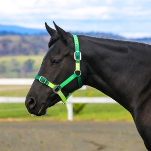 EUROHUNTER OMBRE HALTER