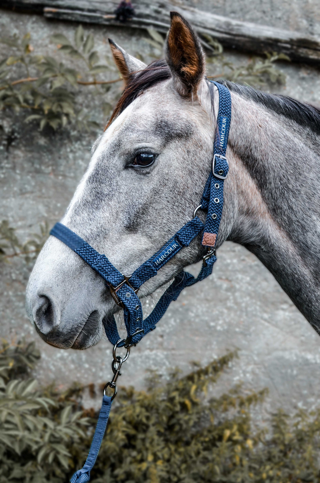 HARCOUR FICTION HALTER