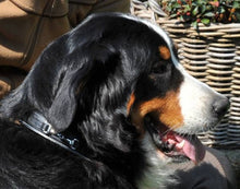 Load image into Gallery viewer, HKM Bit Leather Dog Collar
