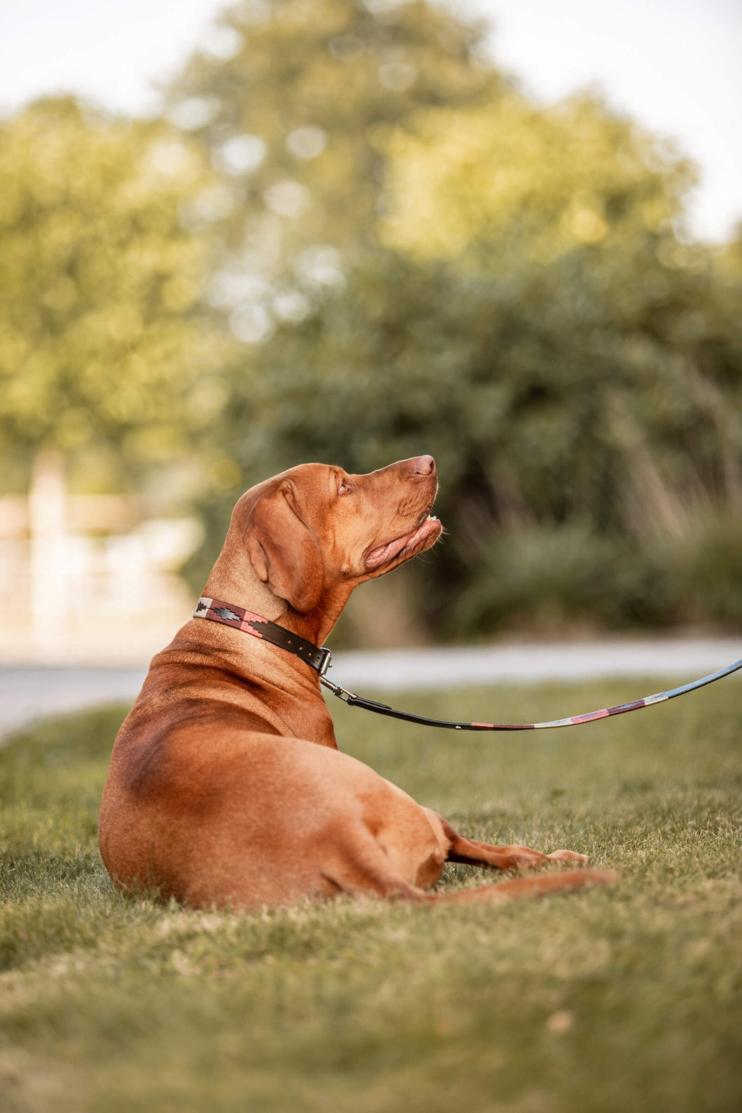 HORZE POLO DOG COLLAR