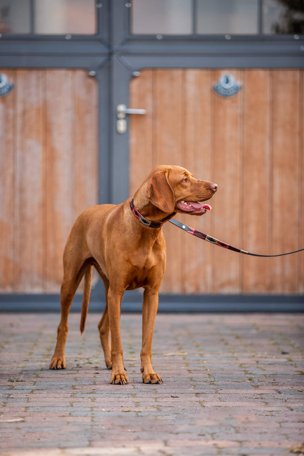 HORZE POLO DOG LEASH