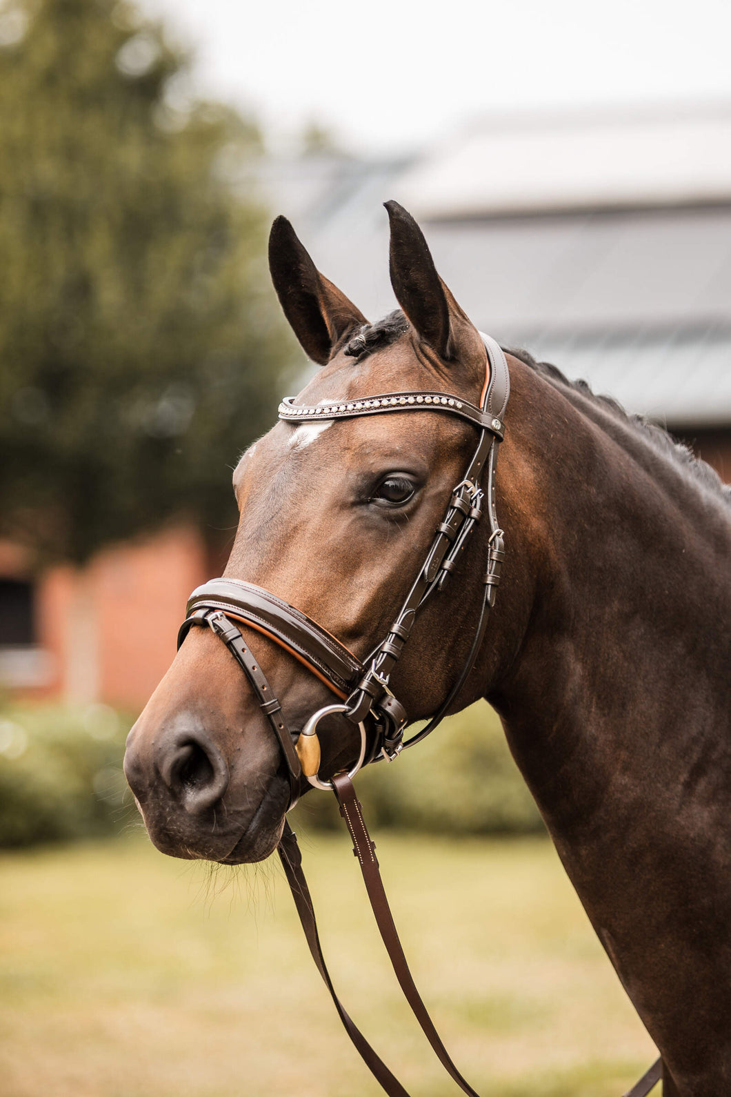 HORZE PRINCETON LEATHER BRIDLE