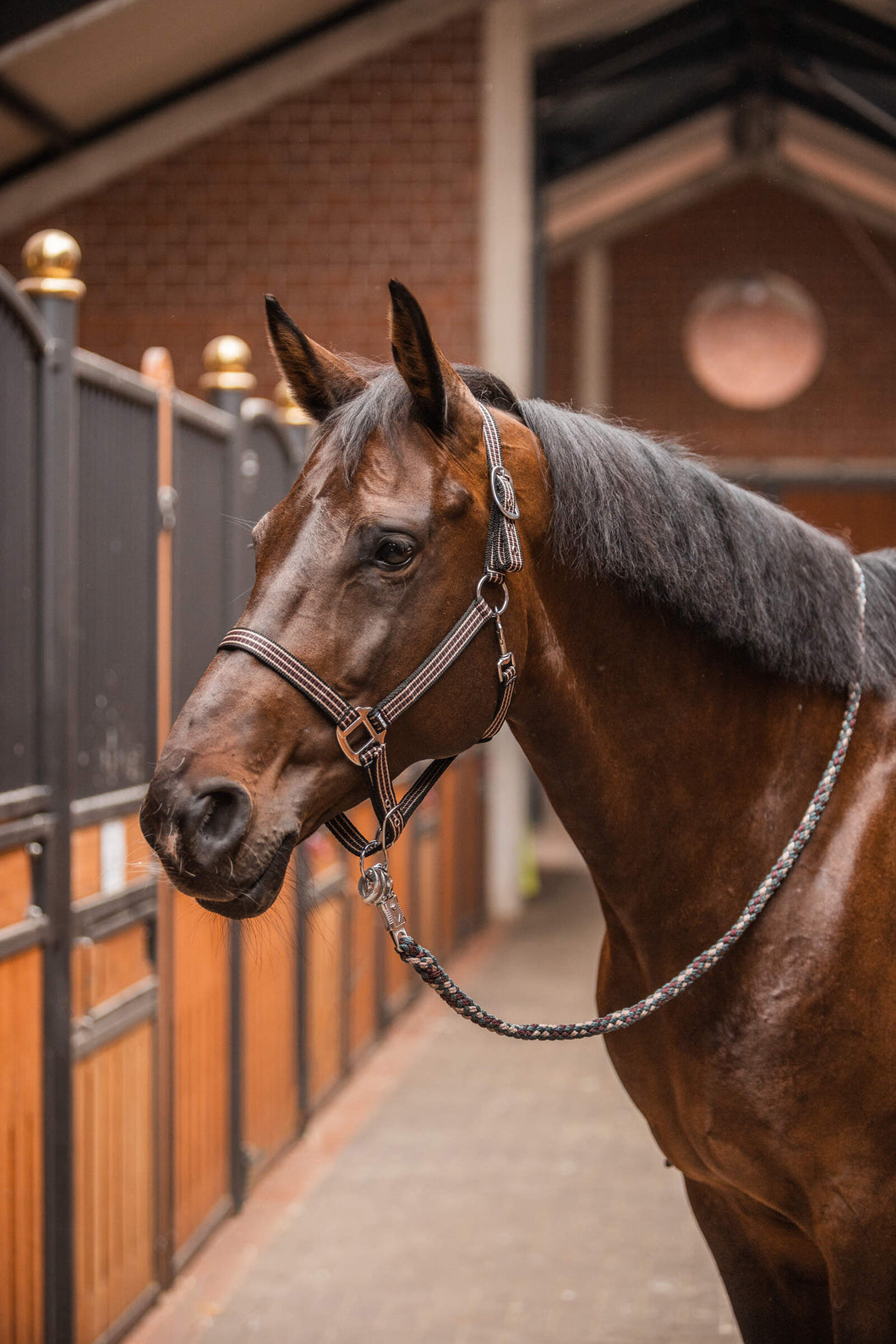HORZE SUDBURY HALTER