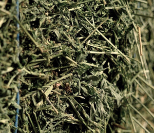 HAY - LUCERNE
