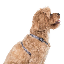 Load image into Gallery viewer, PABLO &amp; CO BLACK &amp; GREY LEOPARD STRAP HARNESS
