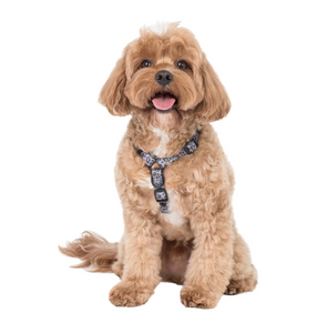 PABLO & CO BLACK & GREY LEOPARD STRAP HARNESS