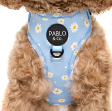 Load image into Gallery viewer, Pablo &amp; Co Blue Daisy Adjustable Harness
