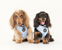 Load image into Gallery viewer, Pablo &amp; Co Blue Daisy Adjustable Harness
