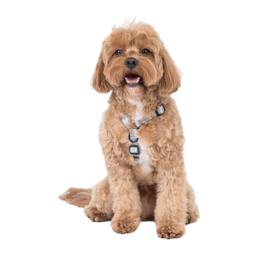 Pablo & Co Stud Muffin Strap Harness