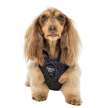 Load image into Gallery viewer, PABLO &amp; CO WILD LEOPARD ADJUSTABLE HARNESS

