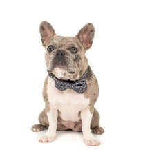 Load image into Gallery viewer, Pablo &amp; Co Leopard Collar
