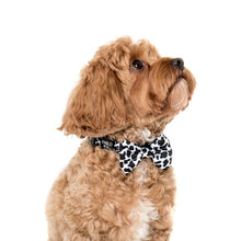 Load image into Gallery viewer, PABLO &amp; CO MOO MOO BOW TIE
